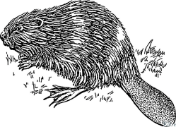 beaver Coloring Pages To Print